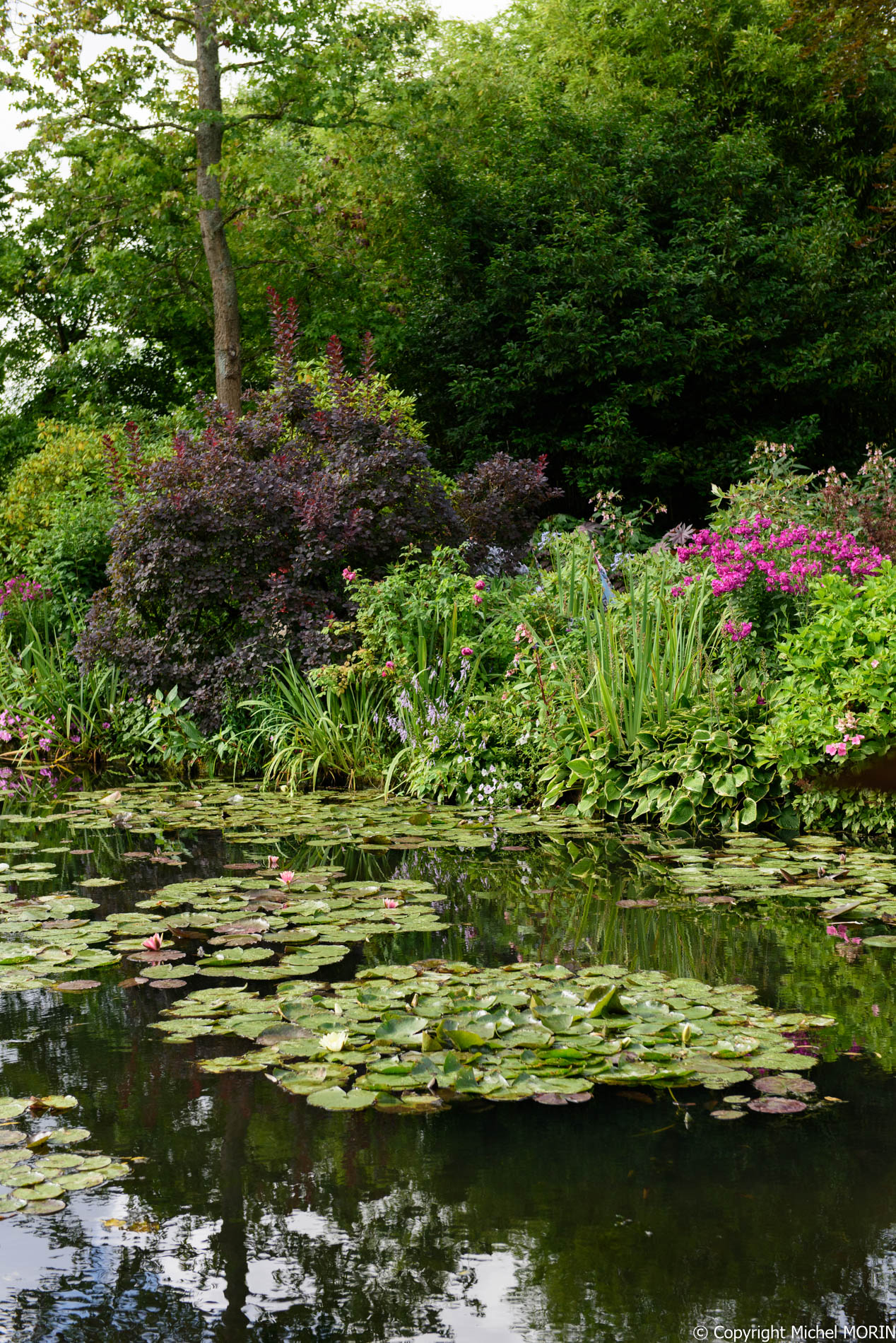 Giverny - Le Jardin d'eau