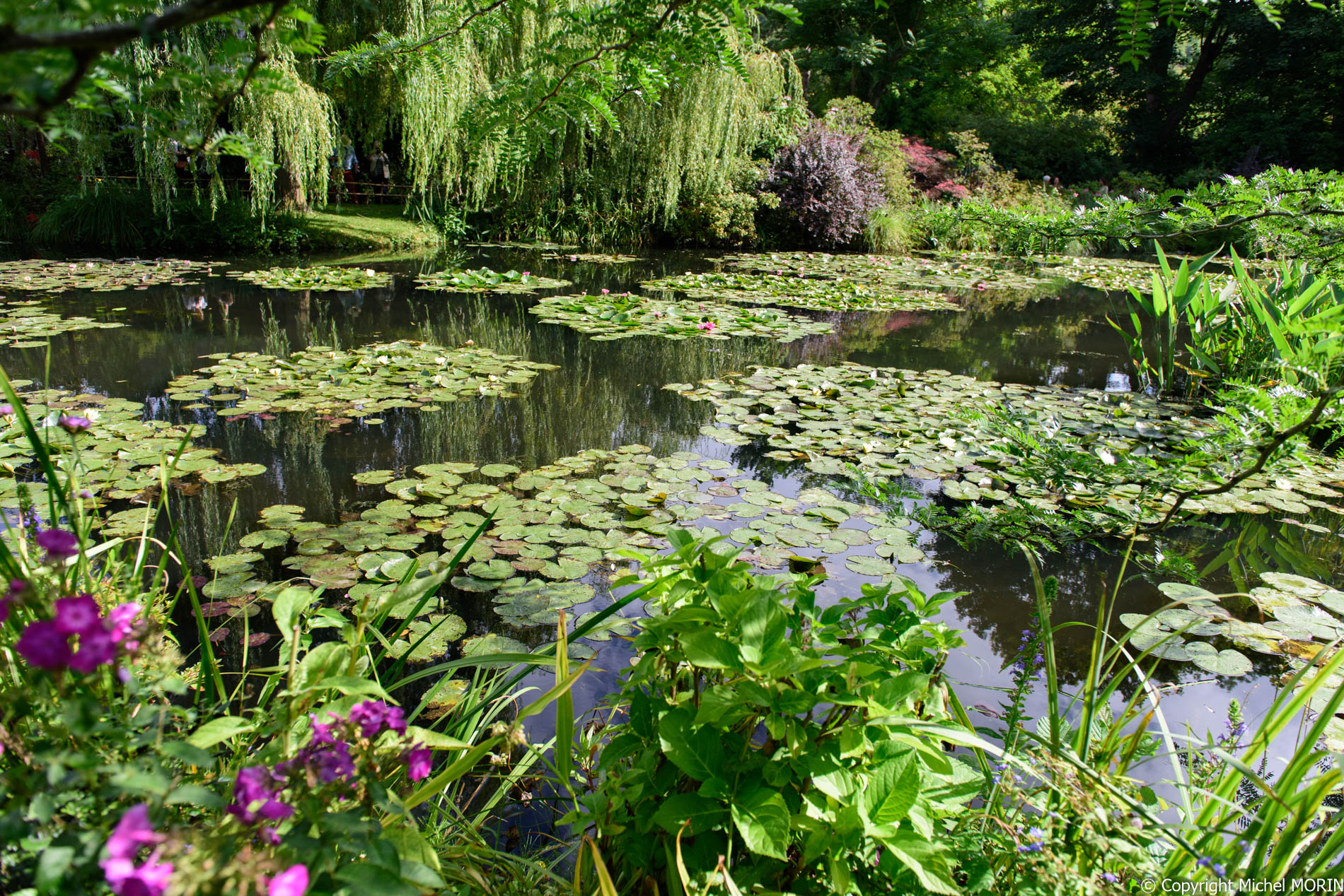 Giverny - Le Jardin d'eau