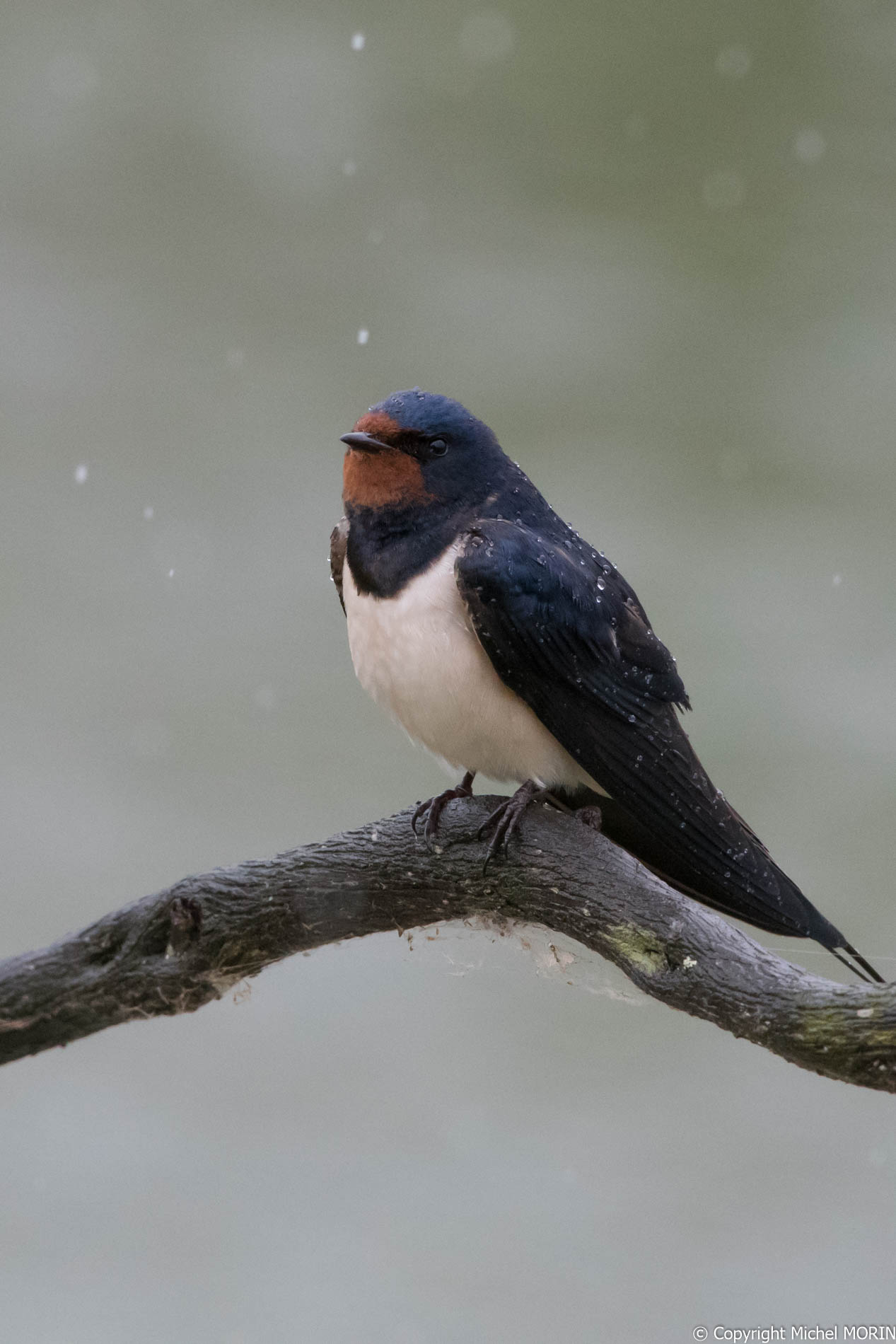 Aiguamolls - Hirondelle rustique