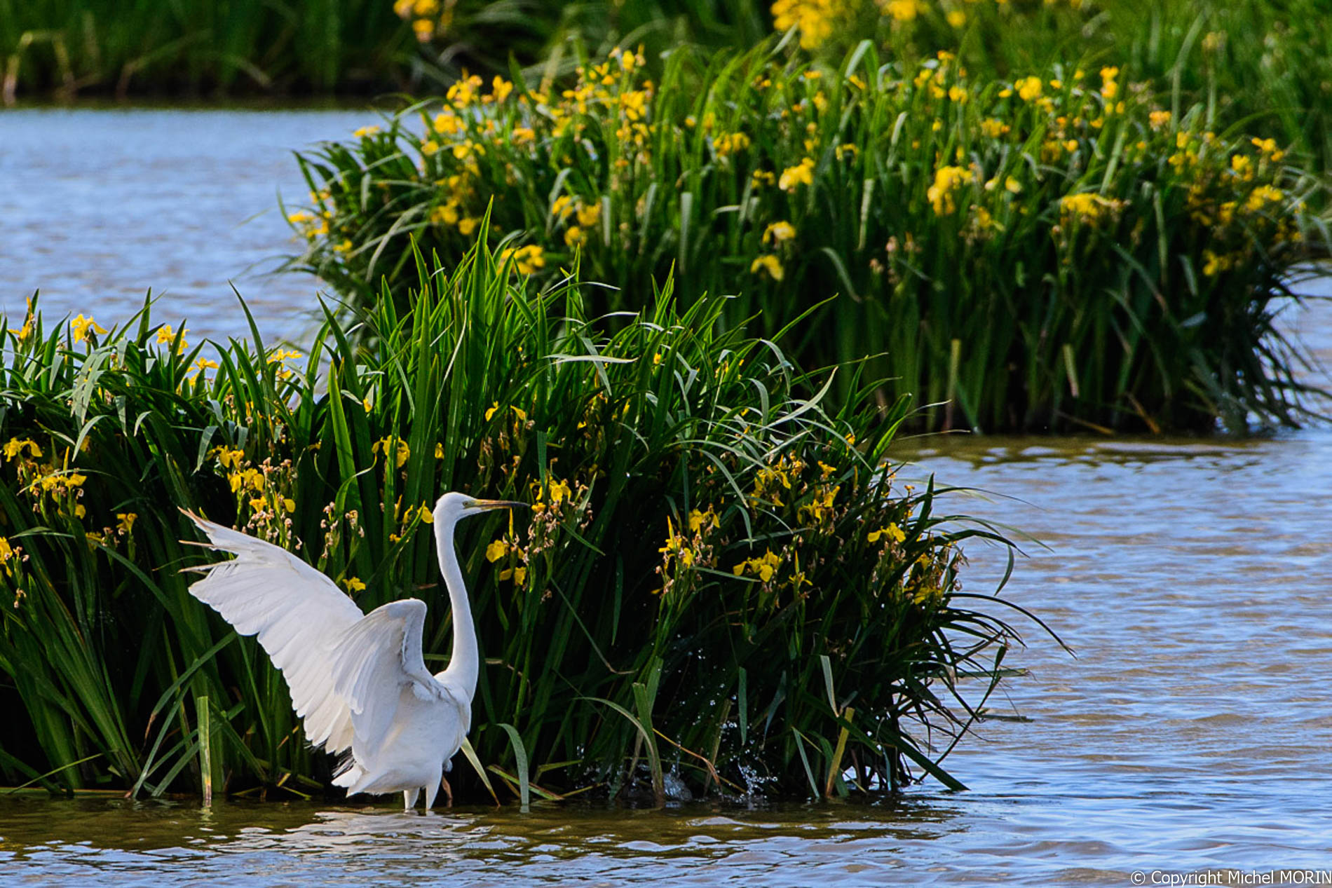 Aiguamolls - Grande aigrette