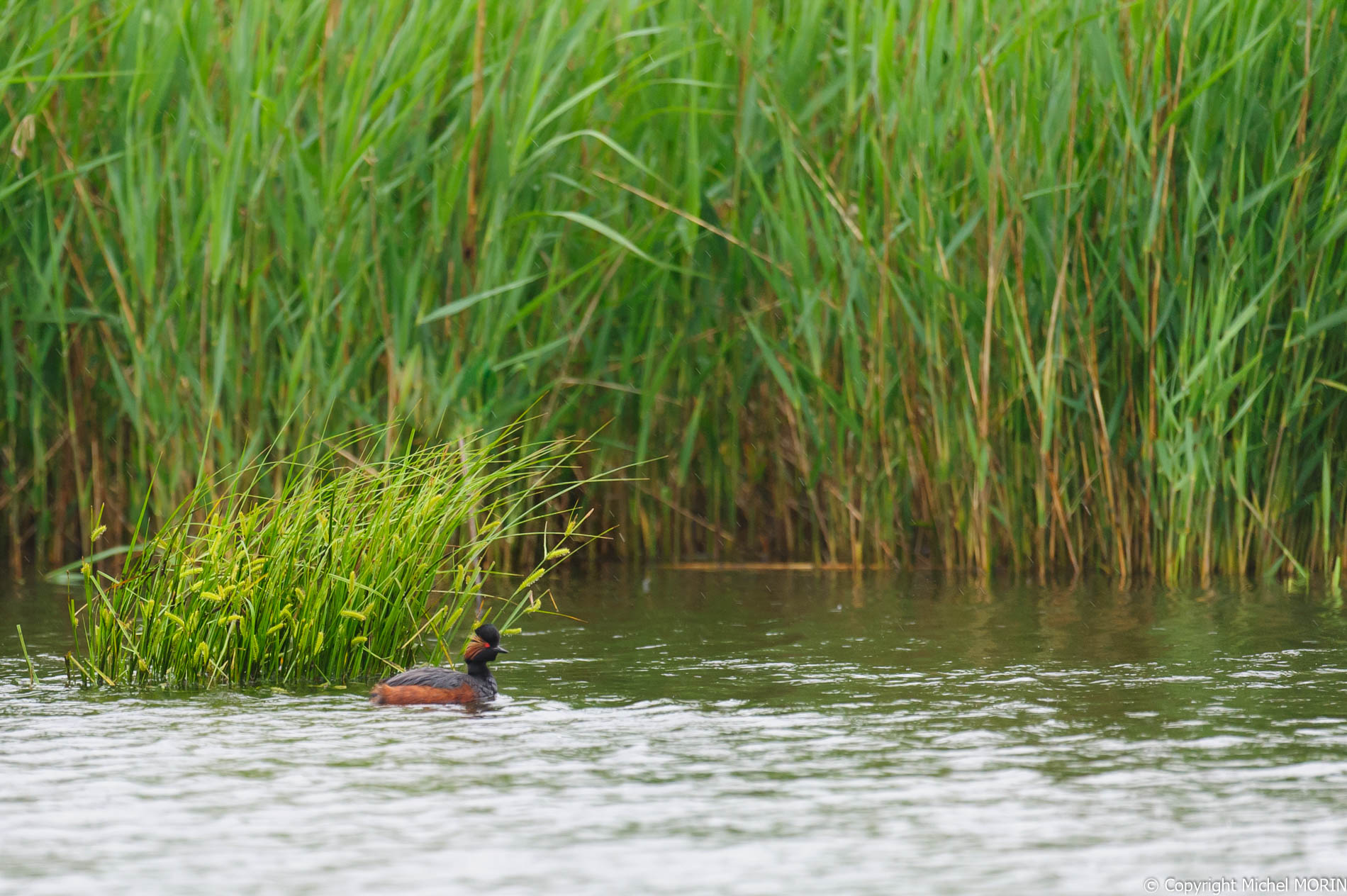 Grèbee à cou noir - Podiceps nigricollis