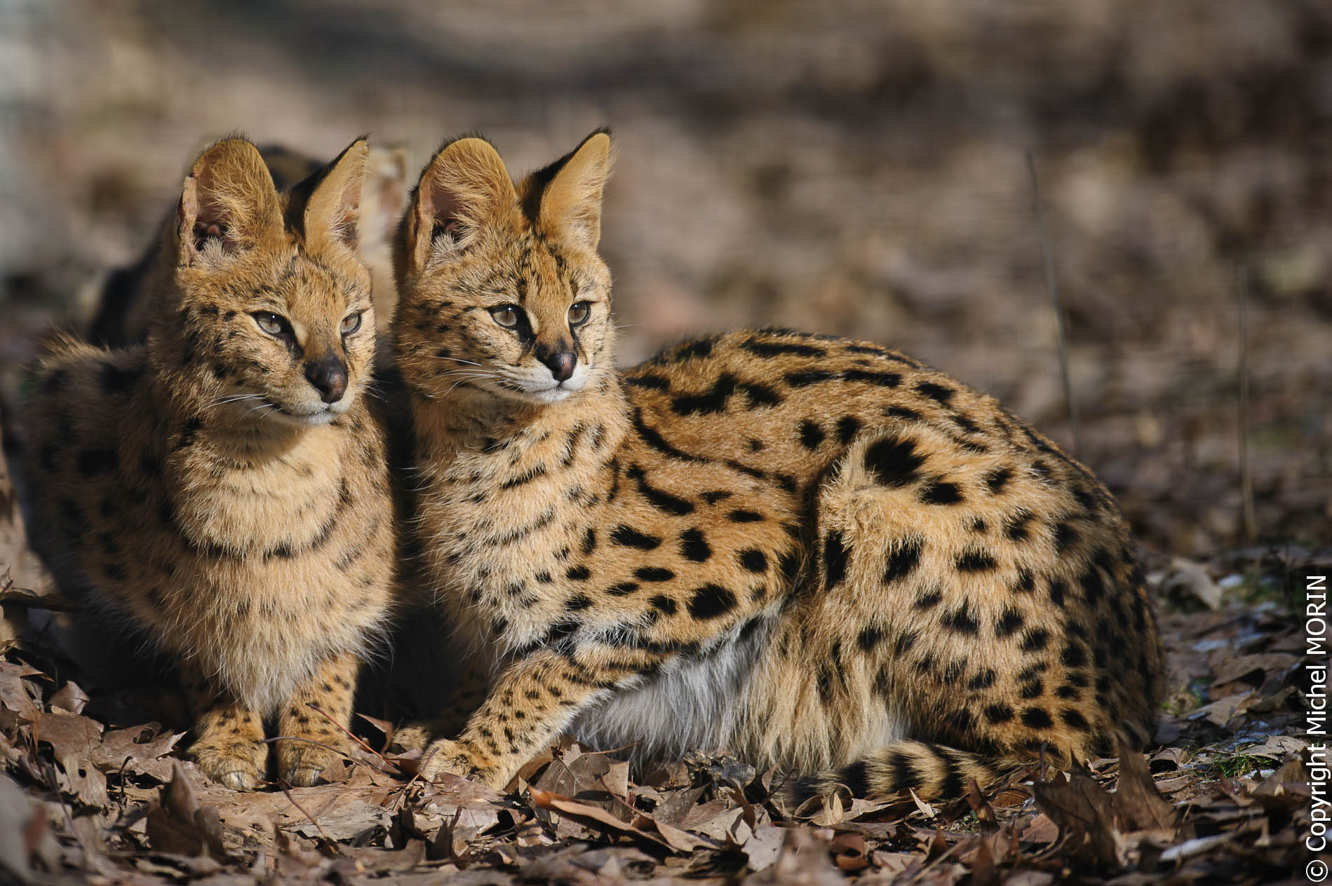 Parc des félins - Servals