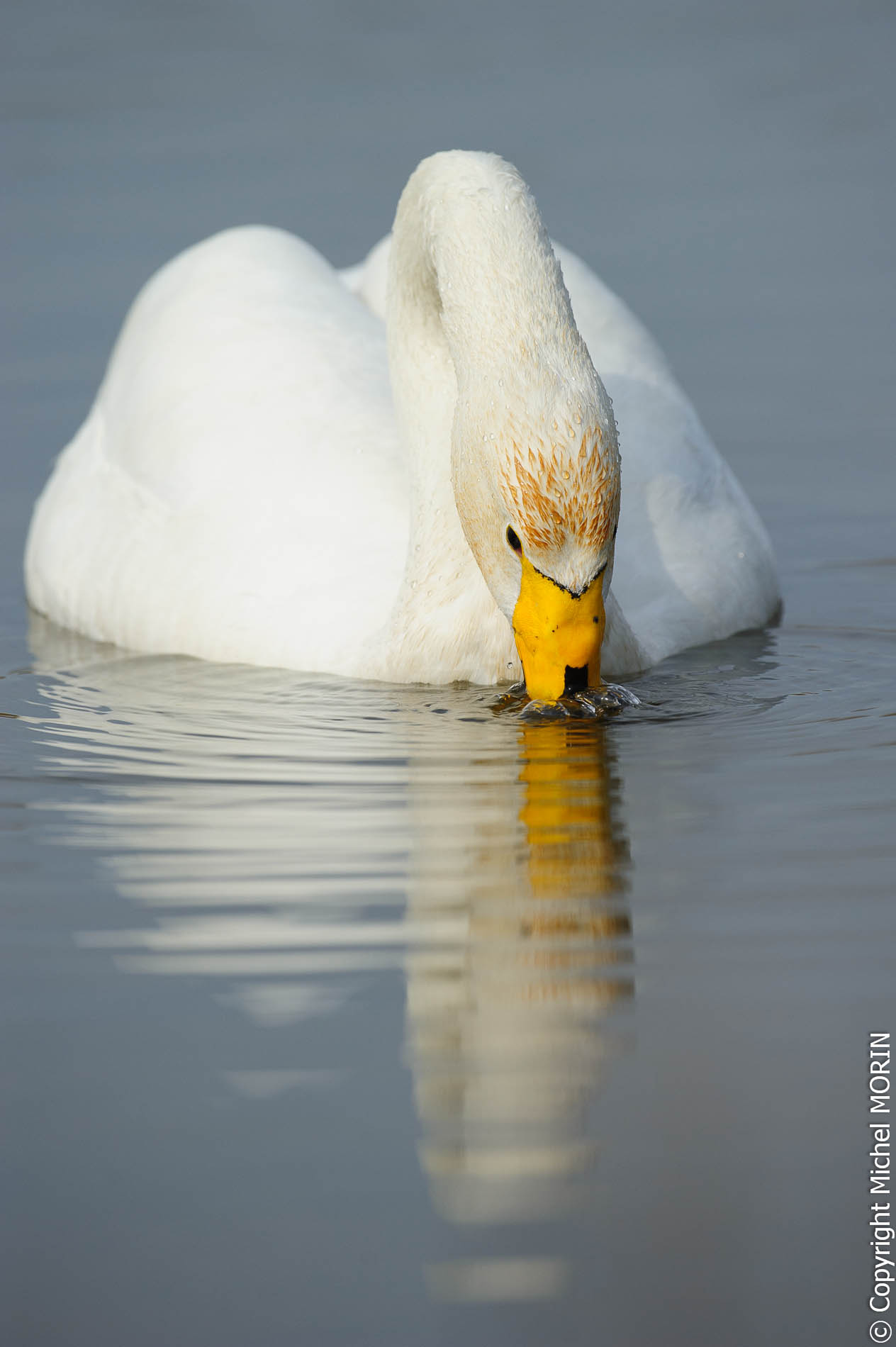 Parc du Marquenterre - Cygne chanteur