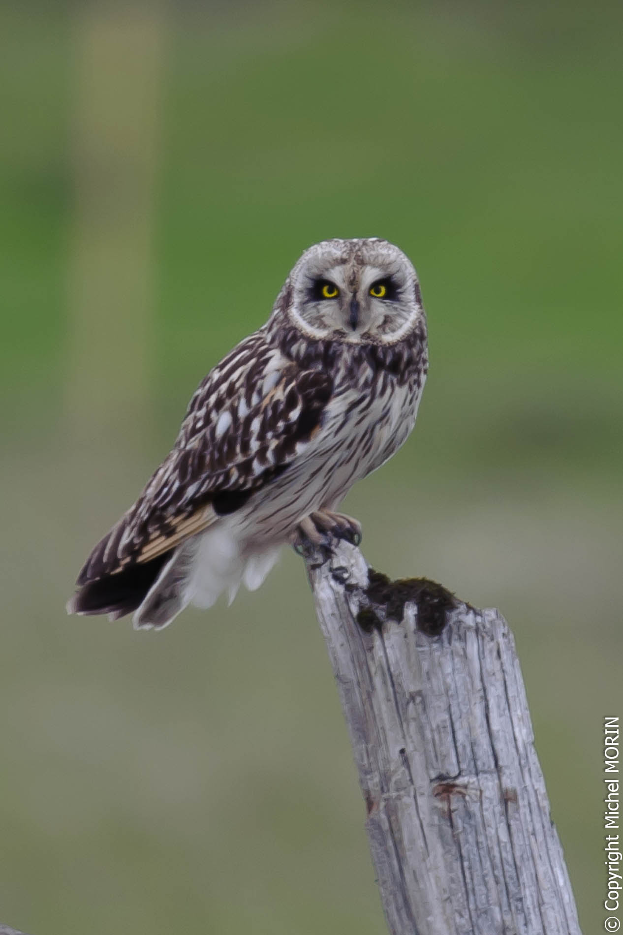 Hibou des Marais - Asio flammeus