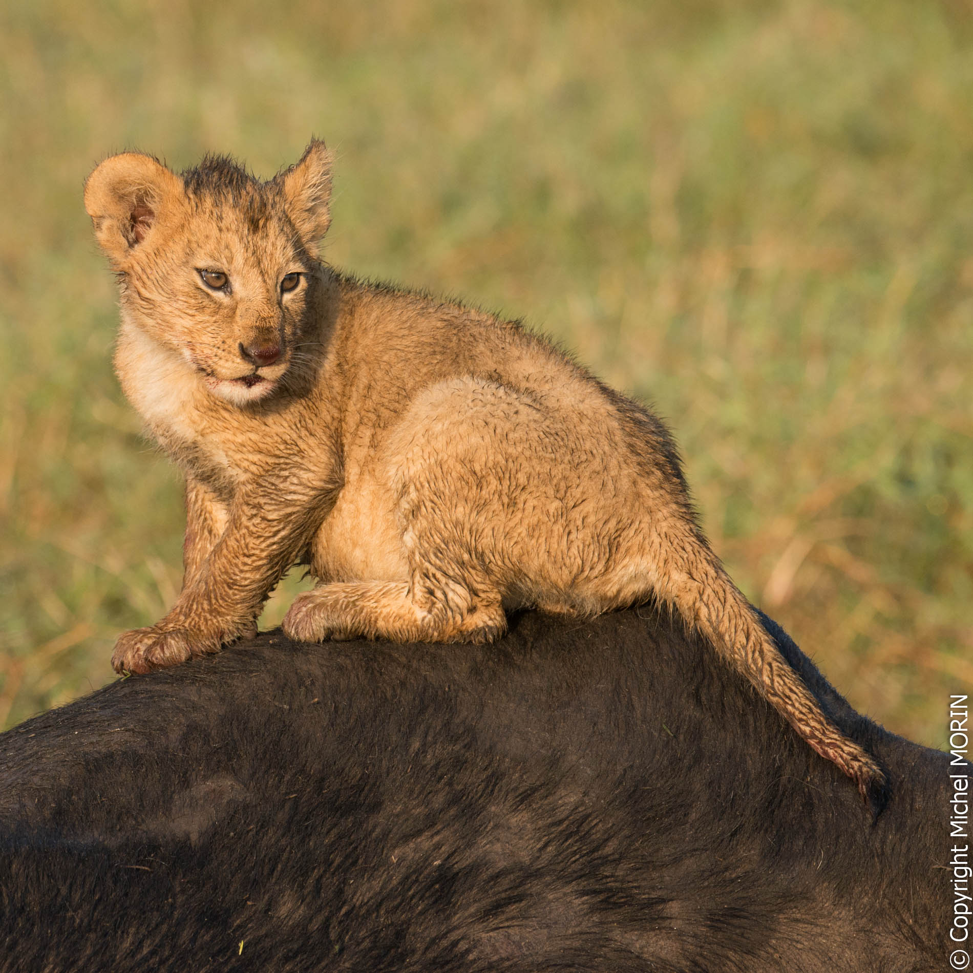 Melting Pot Safaris