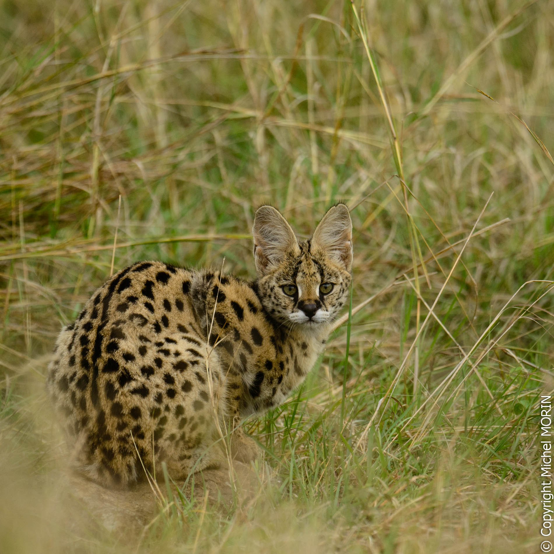 Melting Pot Safaris