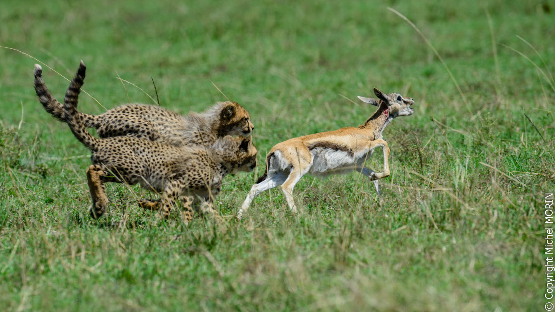 Melting Pot Safaris