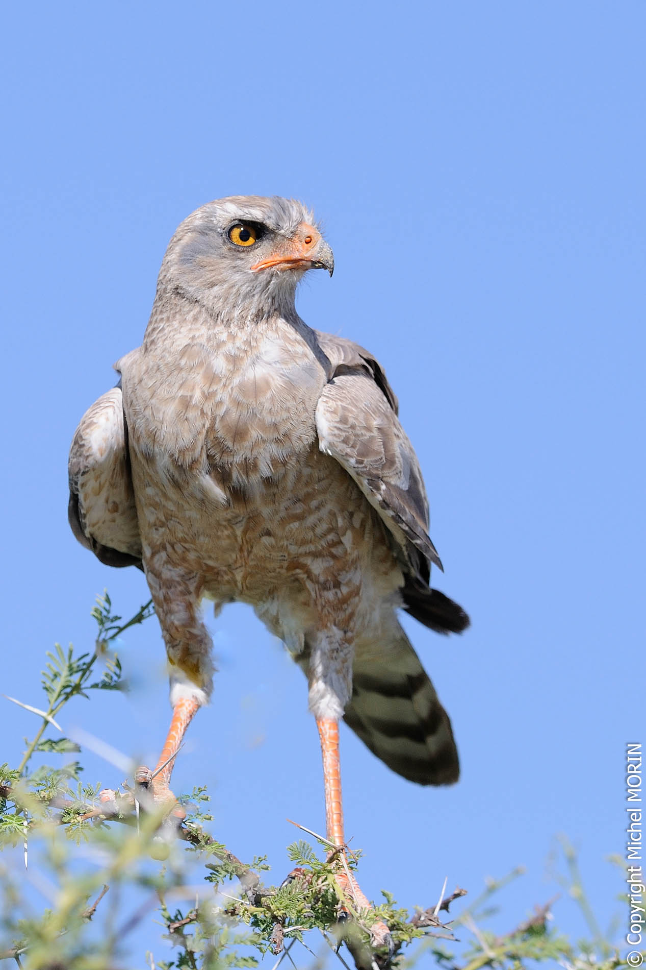 Etosha - Autour chanteur - Melierax canorus
