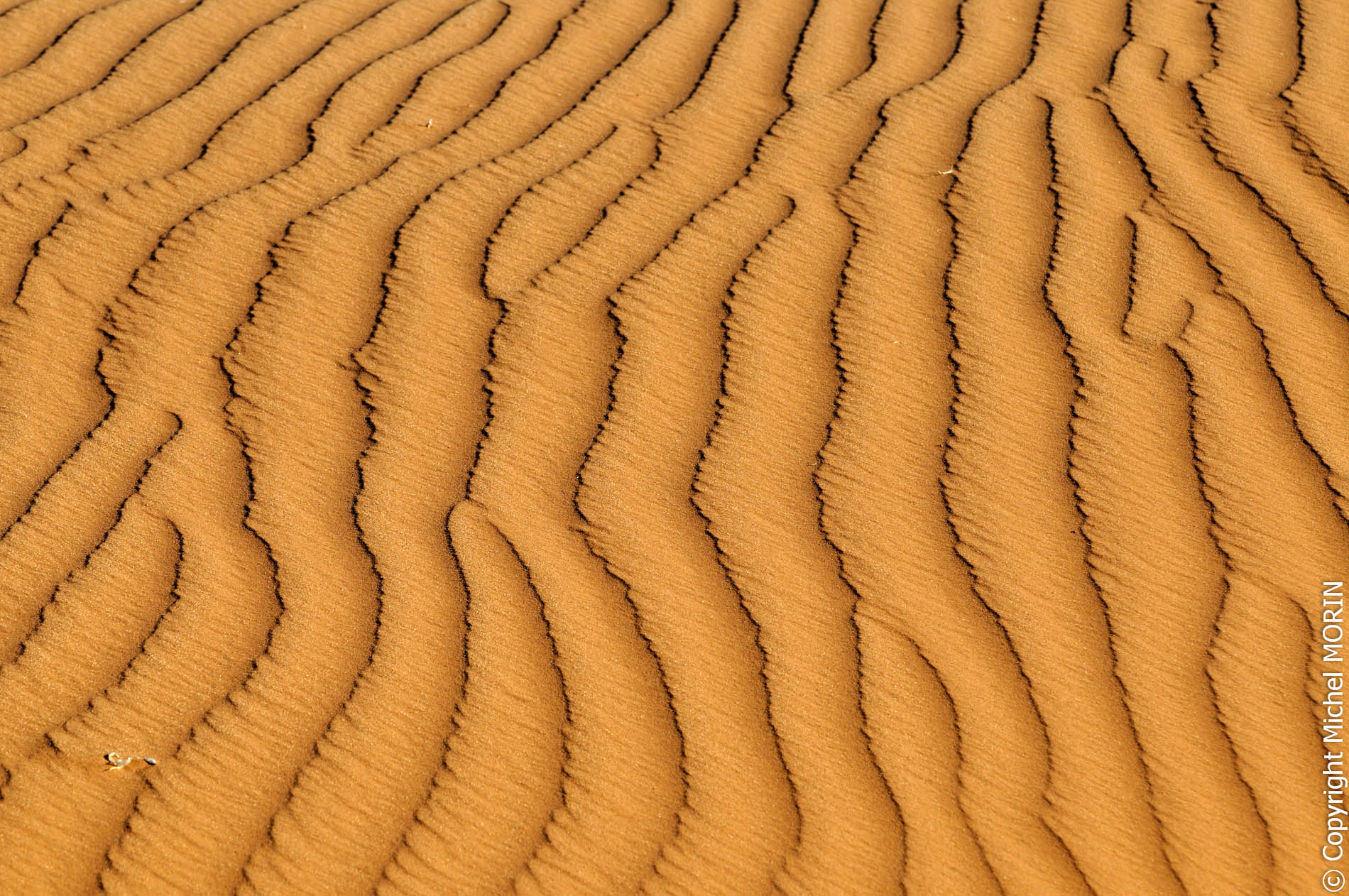 Sossusvlei - La dune